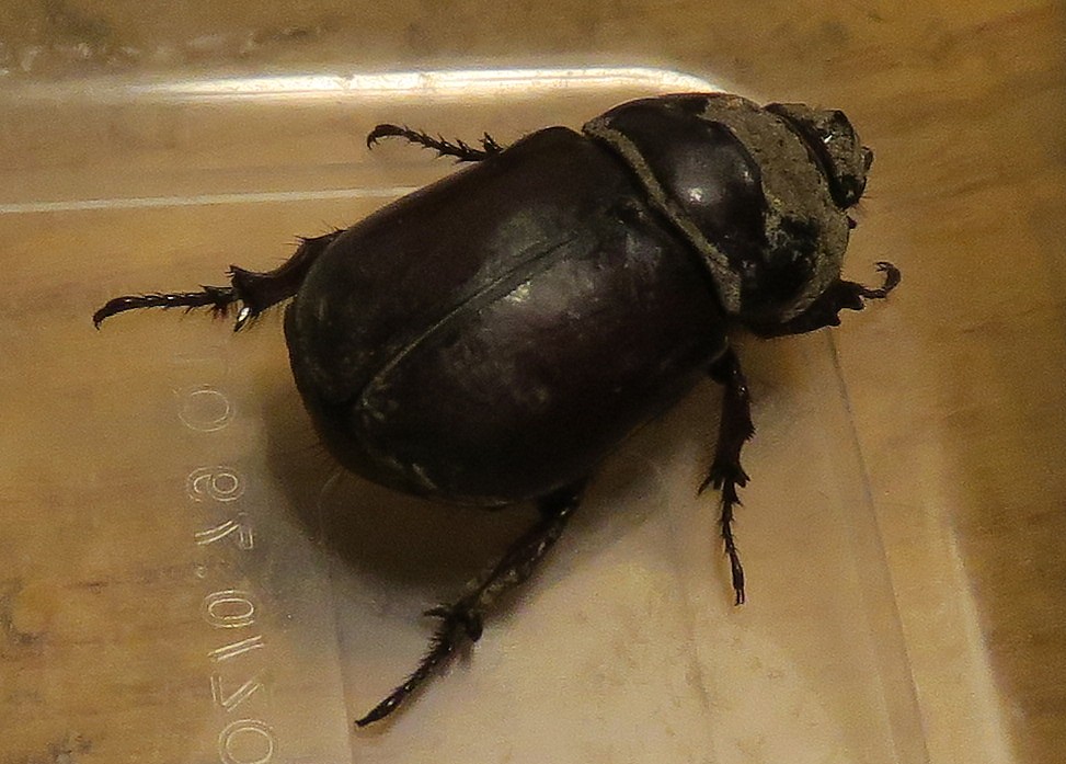 scarabeo da identificare